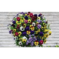 Pansy Universal Winter Flowering Mix 12 Plugs pansy universal winter flowering mix 12 plugs