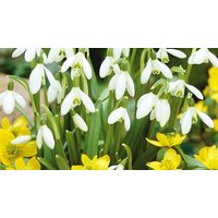 16 bulbs