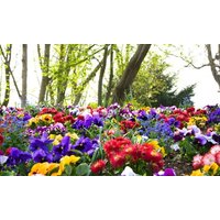 winter bedding mix: 60 /plug plants