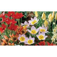 tulip ground cover mix: 50 bulbs