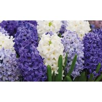 hyacinth rhapsody in blue 16 bulbs