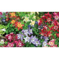 aquilegia mrs scott elliott 42 plugs