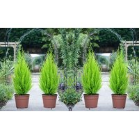cupressus goldcrest wilma plant: one pot