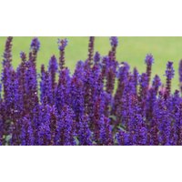 salvia nemorosa salvatore deep blue : 48 plug plants