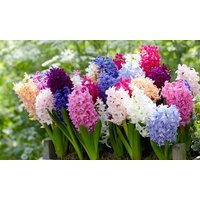 mixed scented hyacinth collection – up to 32 bulbs: 16 bulbs
