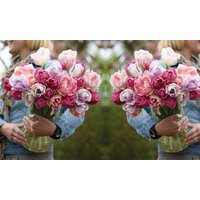 tulip florist choice: 8 bulbs