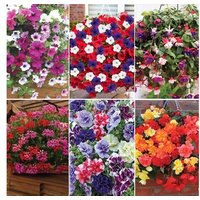 pre planted summer flowering hanging baskets: hanging basket 14 inch/two