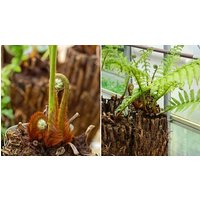 hardy australian dicksonia antarctica tree fern: 1 x plant in a 2 litre pot