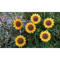 Metal Flower Stake:Garden Gear Metal Sunflower Stakes/Pack of 12 metal flower stake:garden gear metal sunflower stakes/pack of 12