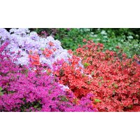 hardy dwarf azaleas collection plants: red/one