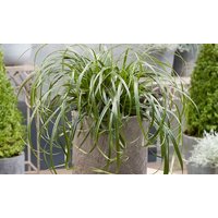 one or two carex ribbon falls potted plants: one