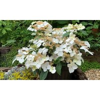 hydrangea cloud nine plant: one