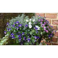 Raspberry Fools Preplanted Basket 14in (35cm) x 2 raspberry fools preplanted basket 14in (35cm) x 2