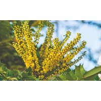 one or two mahonia japonica potted plants: two