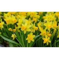 miniature daffodil bulbs spring flowering hardy perennial plants: 20 bulbs