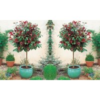 Photinia Red Robin Plants: One Plant-Three-litre Pot photinia red robin plants: one plant three litre pot