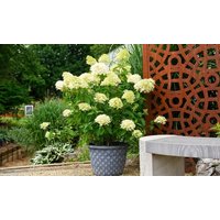 hydrangea paniculata skyfall – 9cm potted plants: one