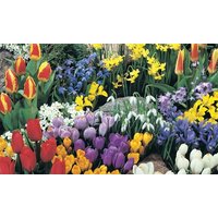 spring bulb collections: 200 bulbs