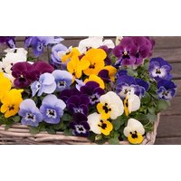 viola sorbet xp mix 42 plugs