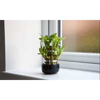 Dracaena sanderiana Lucky Bamboo 1 x 10cm Potted Plant dracaena sanderiana lucky bamboo 1 x 10cm potted plant