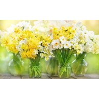 narcissus daffodil dwarf collection: 120 bulbs