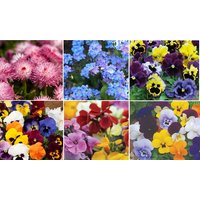 spring flowering garden ready bedding plants 12 or 24 plants: bellis perennis pomponette bicolour / 24 plants