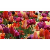 tulip spring colours mix 18 bulbs