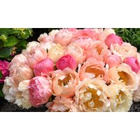 peony coral sunset hardy bare roots: one