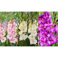 Gladioli Gladdies Trio Bulbs: 24 Bulbs gladioli gladdies trio bulbs: 24 bulbs