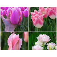tulip pretty in pink collection 32 bulbs