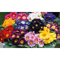 primrose giant flowered mix – 60 plants