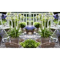 agapanthus potted plant collections: agapanthus blue storm 9cm/two