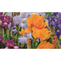 iris re blooming collection: 1 rhizome of iris cantina