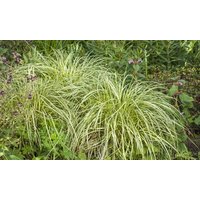 carex moon falls – 1 2 or 3 potted plants: two