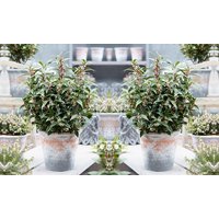 sarcococca winter gem potted plant:two