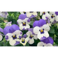viola teardrops pink baby face 12 garden ready plants