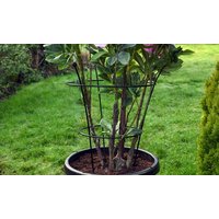 peony and herbaceous plant frames: plant frame /medium/two