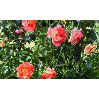 half round plant support: model e/two