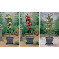 Fruit Tree Dwarf Patio Collection - 3 Potted Plants fruit tree dwarf patio collection – 3 potted plants