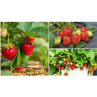 strawberry full season collection 15 or 30 plants:15 plants