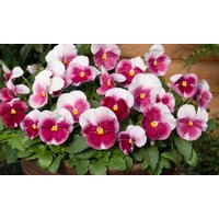 pansy raspberry blush – 24 plants