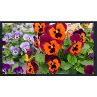 pansy select orange with purple wing plug plants: 42 plugs
